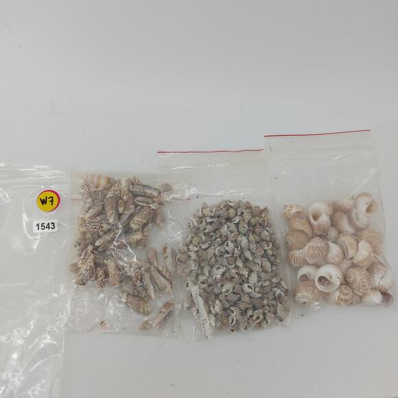 Natural Seashells DIY Crafts Lot Nautical Nassarius Persich - Picture 11 of 11